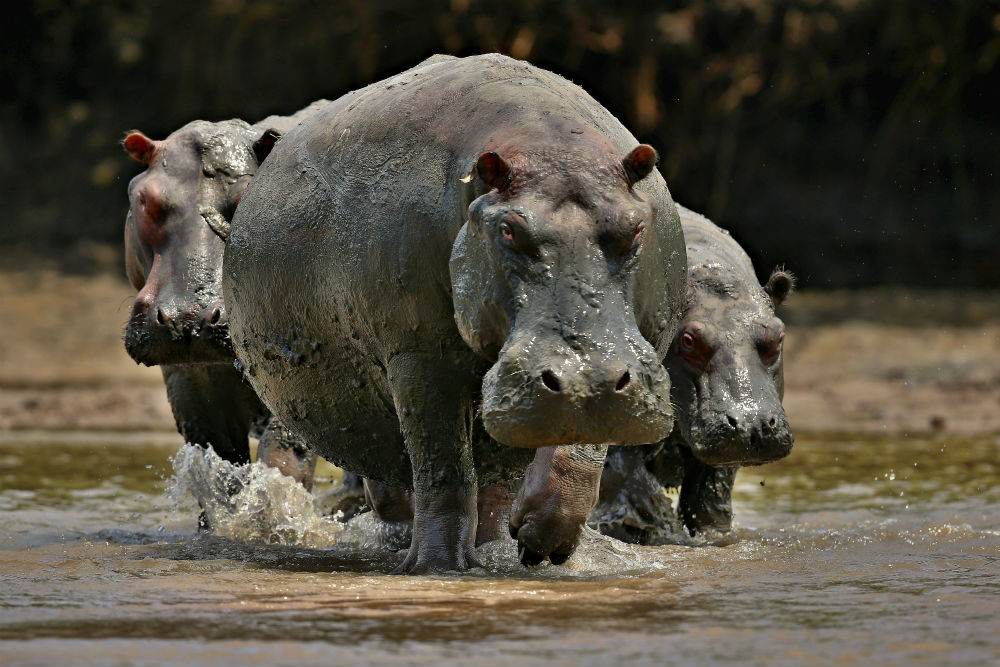Hipppoo