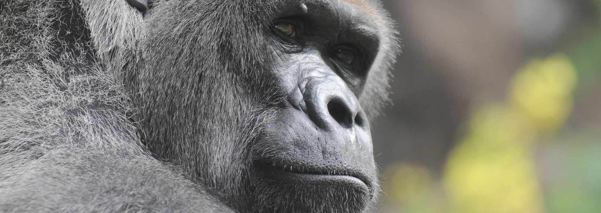 Gorilla Trek