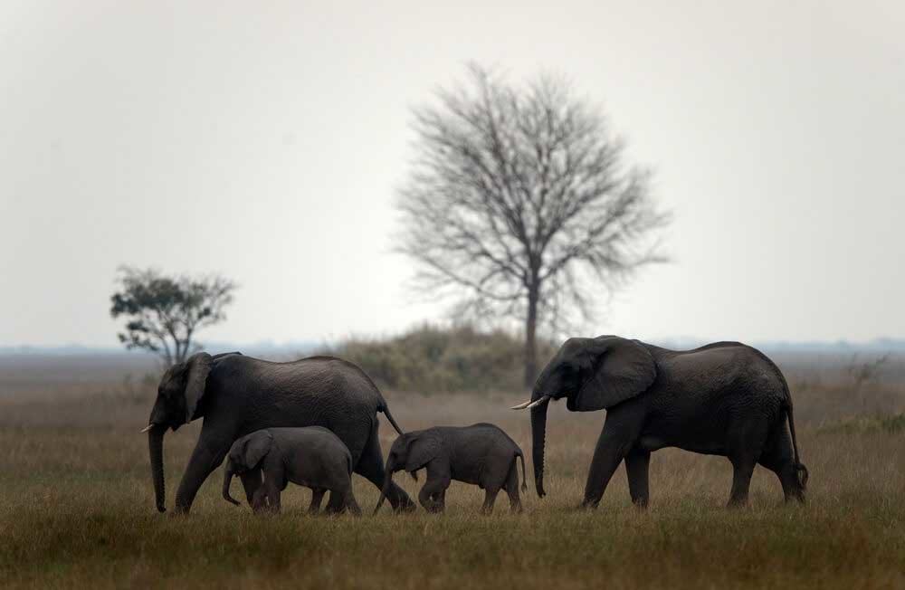 elephant family
