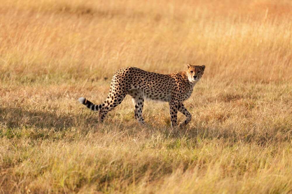 Cheetah watching